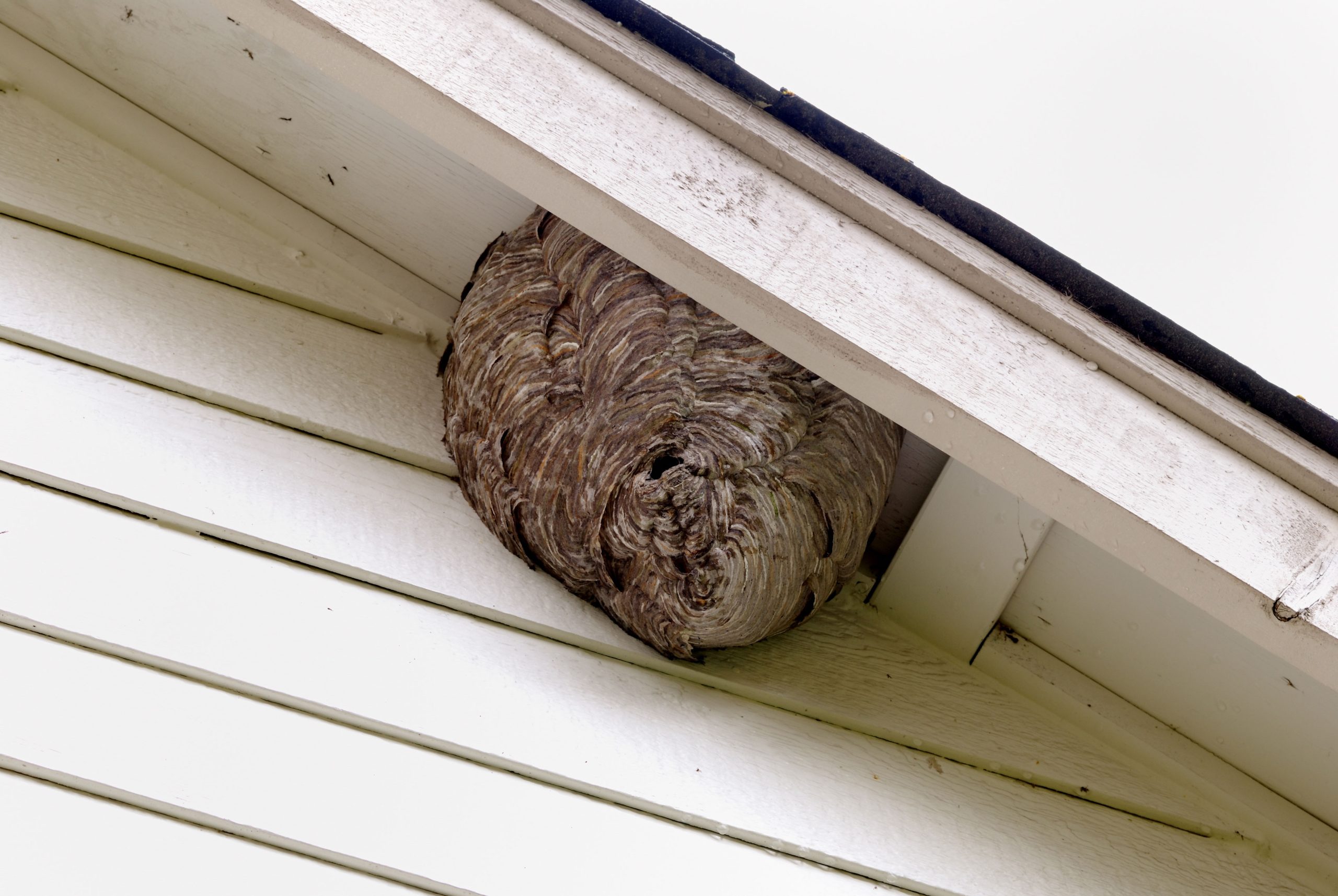 pest control hialeah fl